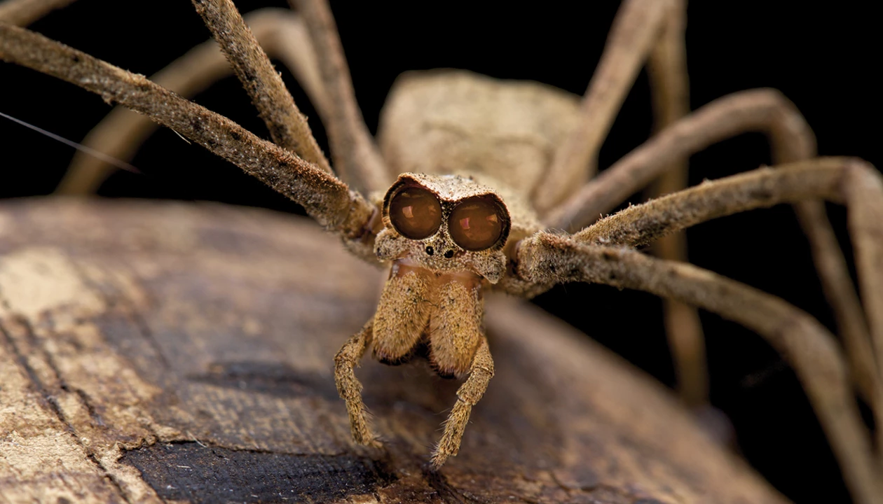 Mimicking nonstick spiders