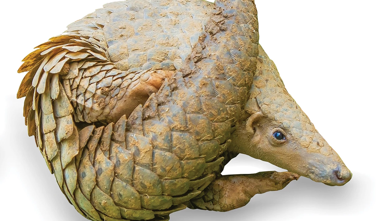Novel coronavirus thought to have jumped to humans via pangolins
