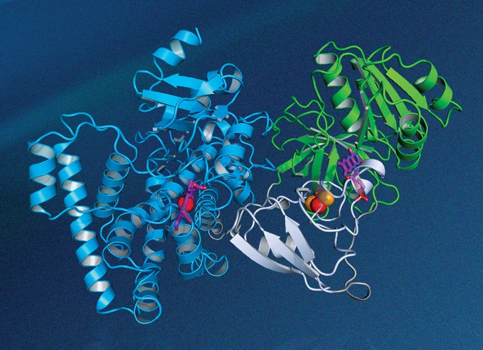 X-rays show full-length P450 enzyme for first time