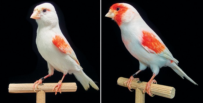 One gene could explain why some male birds are more colorful than females