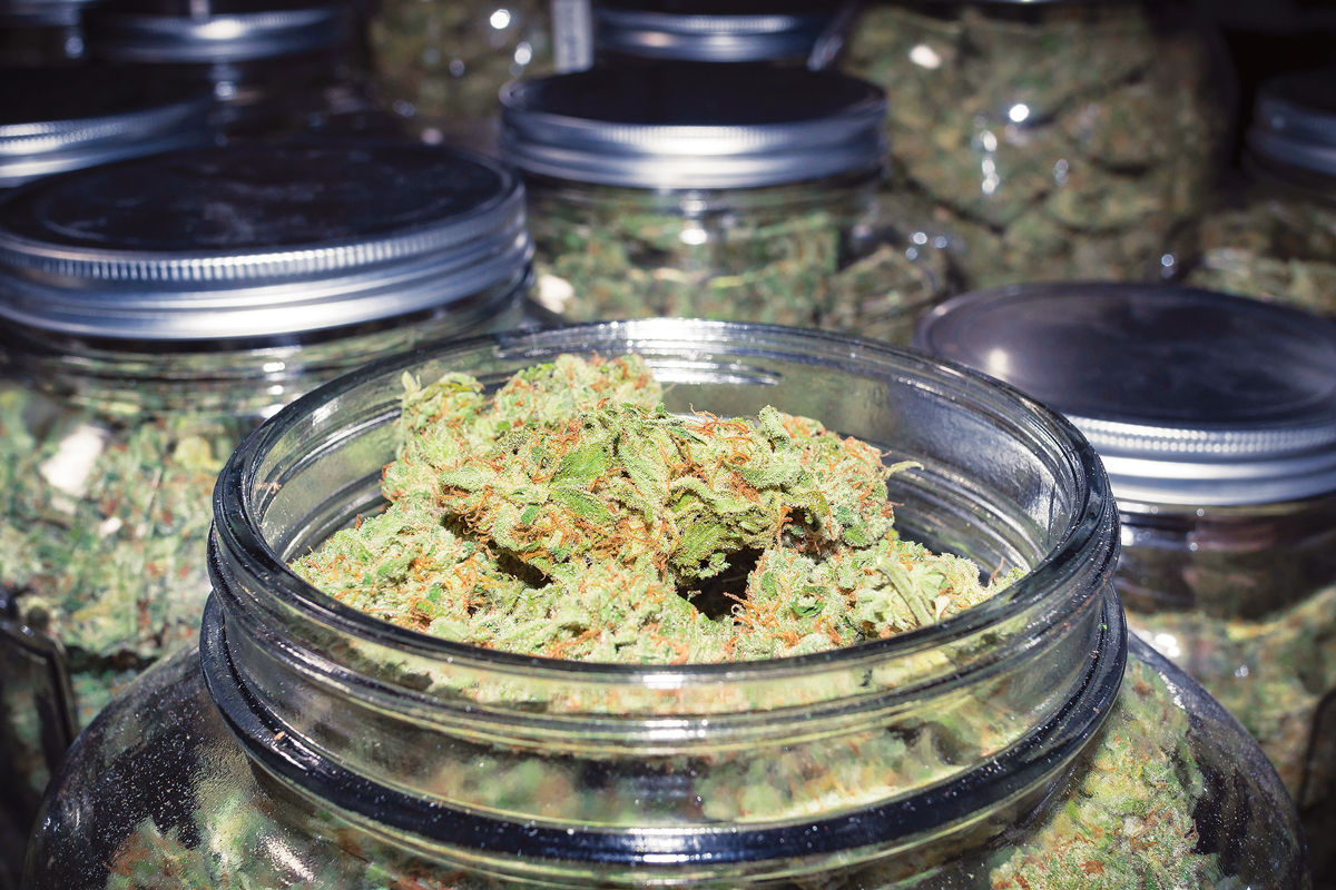 Cannabis research stalled by federal inaction