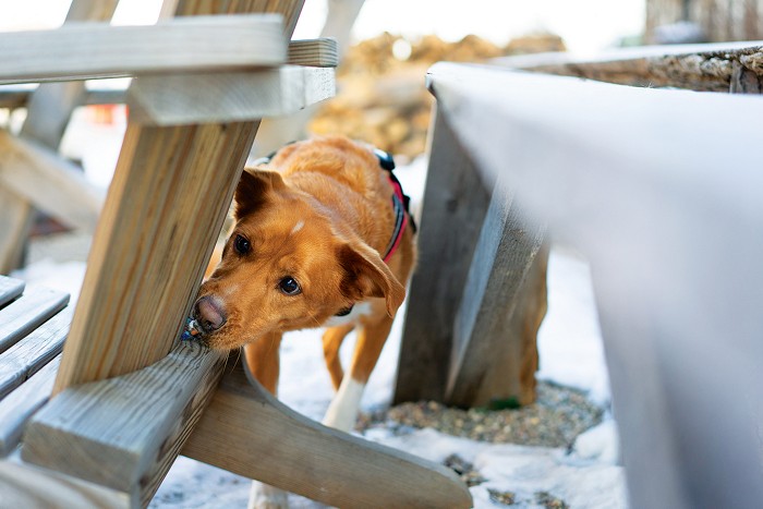 how do you train a dog to smell