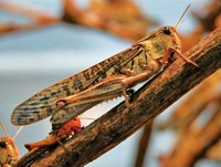 ScienceShot: Invasive Ladybug Carries Fatal Parasite, Science