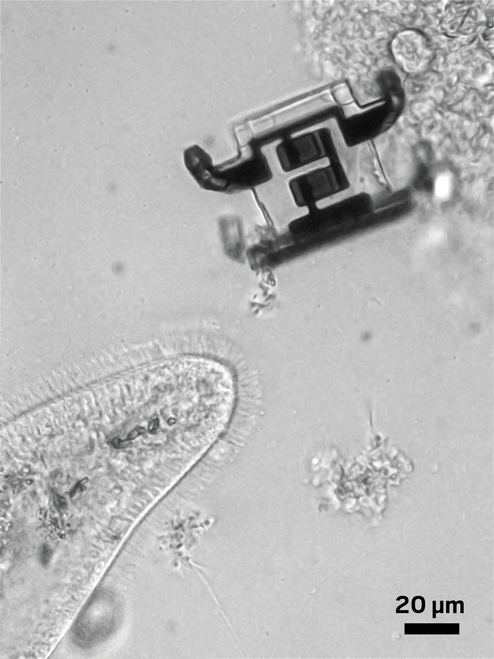 Microscopic robot takes first steps