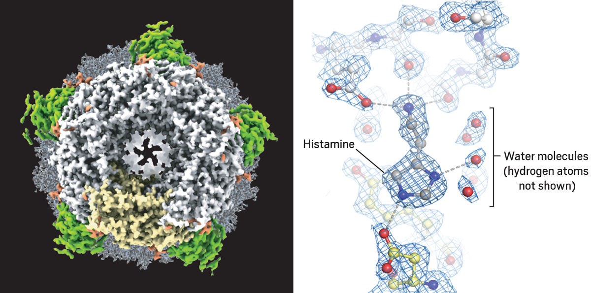 Cryo-electron microscopy reaches resolution milestone