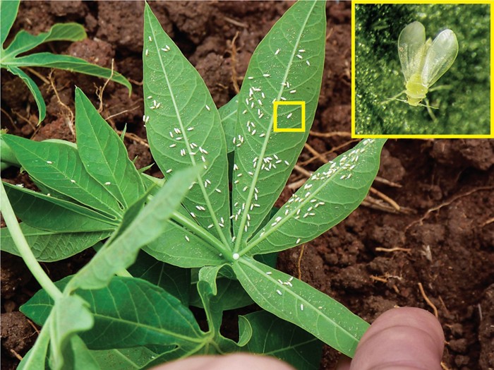 How whiteflies defuse mustard oil bombs