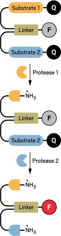 Serving the chemical, life science, and laboratory worlds