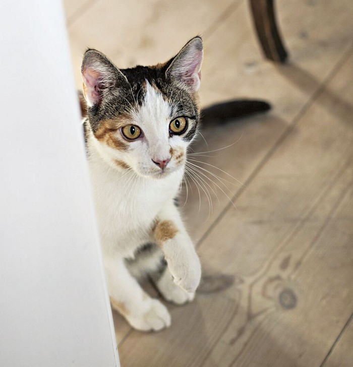 Mars pet food packaging to use recycled plastic