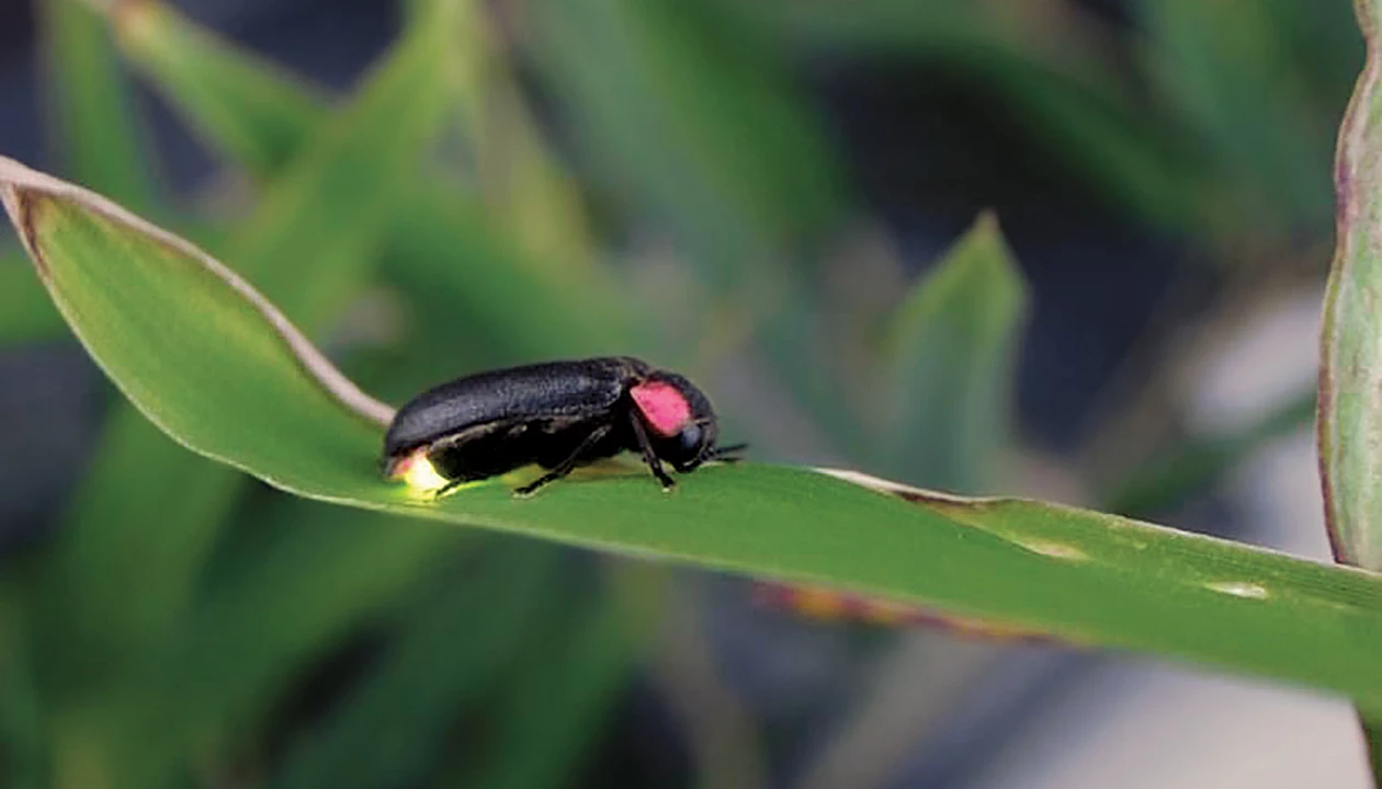The first fireflies glowed green