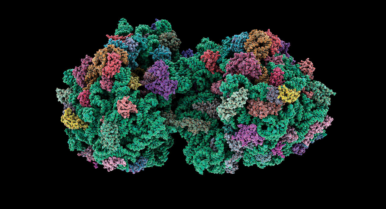 Clipart De Ribosome Engineered Ribosomes Could Make New Polymers