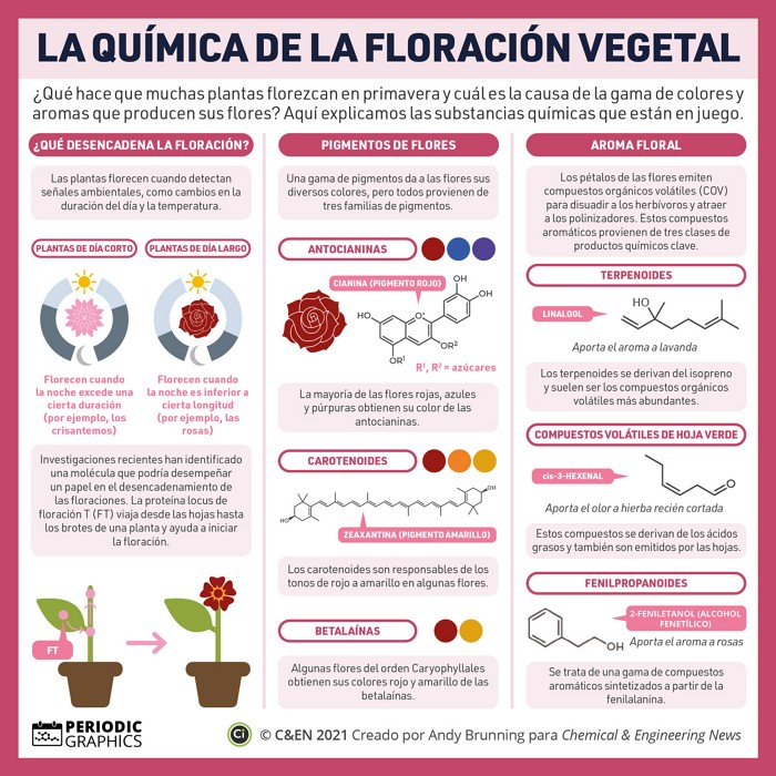 Infografias Periodicas La Química De La Floración Vegetal