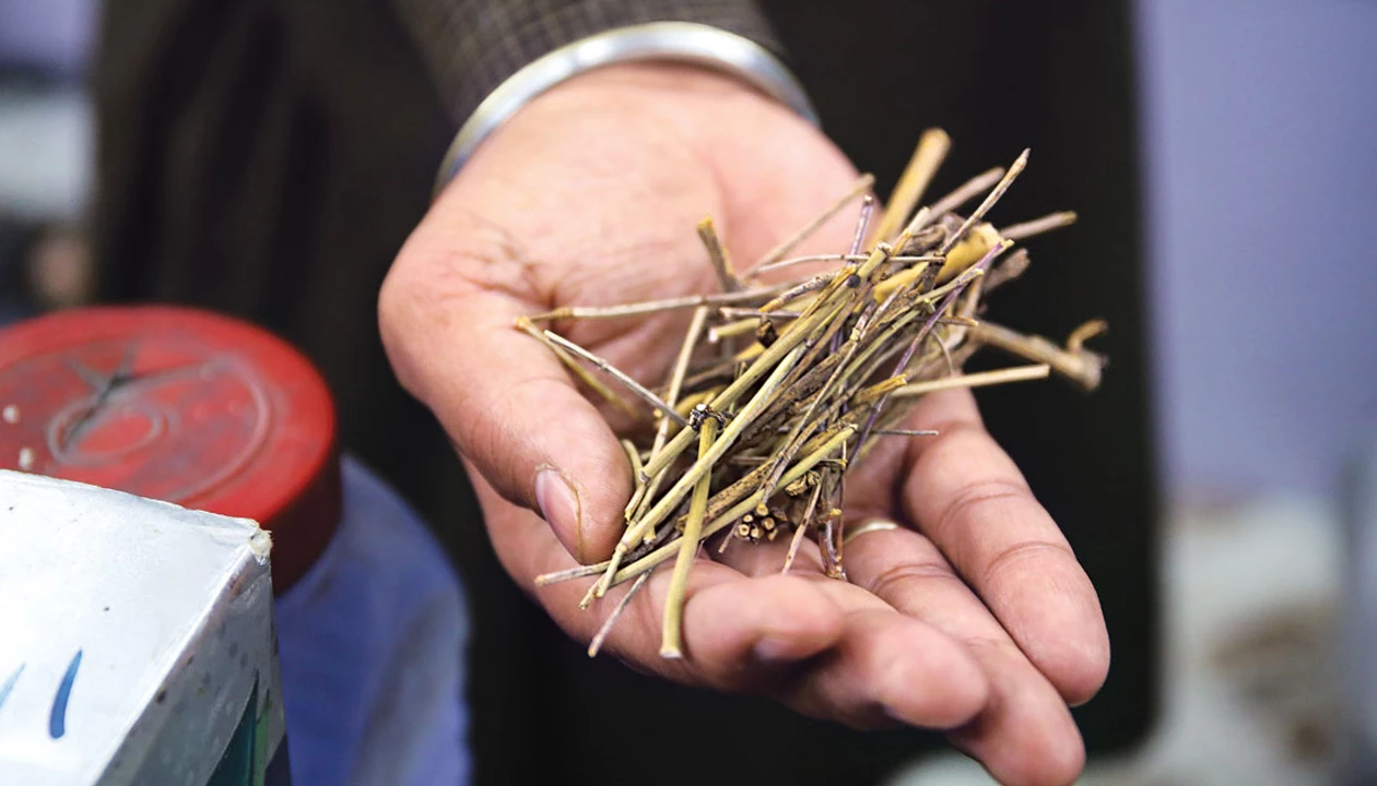 Afghanistan’s crystal meth boom is rooted in this plant