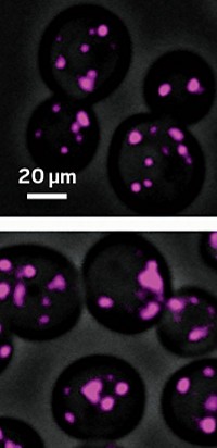 Serving the chemical, life science, and laboratory worlds