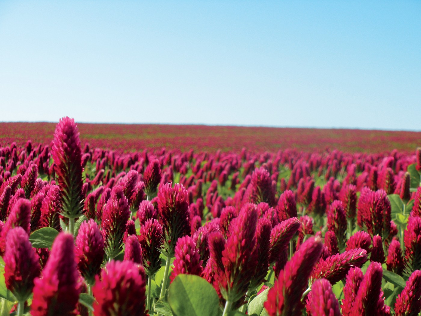 Transforming Red Clay into Healthy Soil: Achieving Successful Food