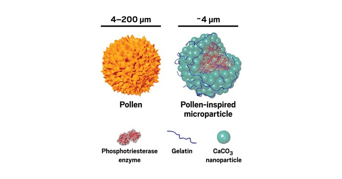 Microparticles protect bees from pesticides