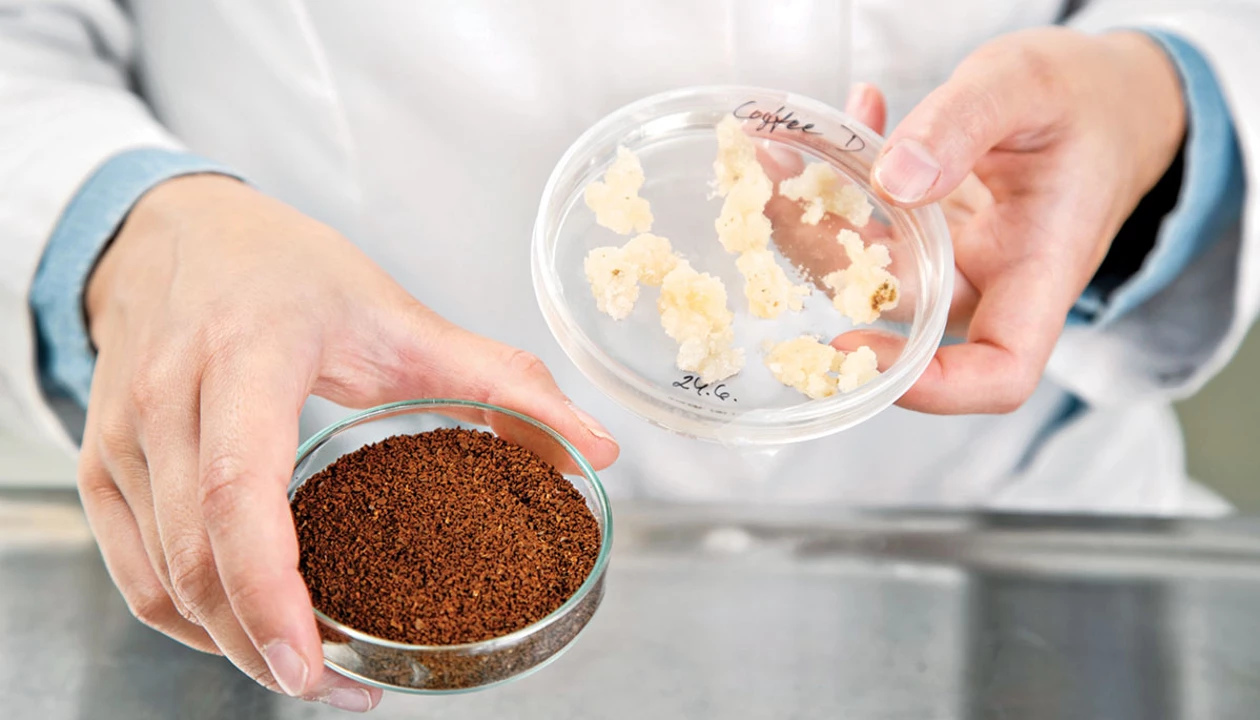 Lab-grown coffee and creative colorants