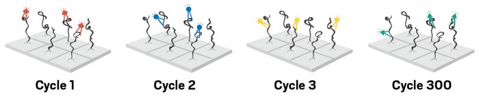 A protein immobilized on a surface. Different probes bind to the protein one after another, allowing researchers to identify the protein.