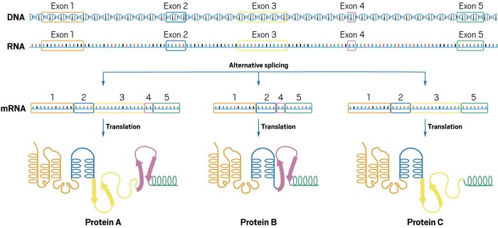 Alternative splicing producing three protein isoforms.
