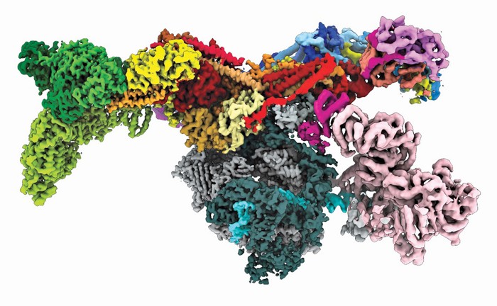 Cryo-electron microscopy structure of the human preinitiation complex.
