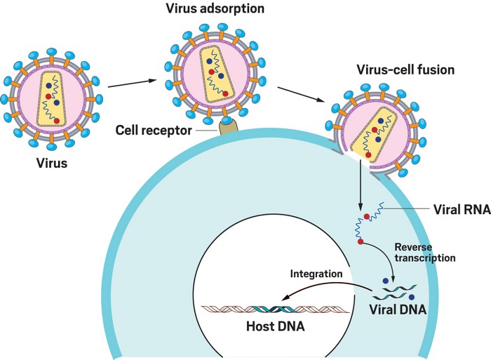 DNA Virus An Overview ScienceDirect Topics, 50% OFF