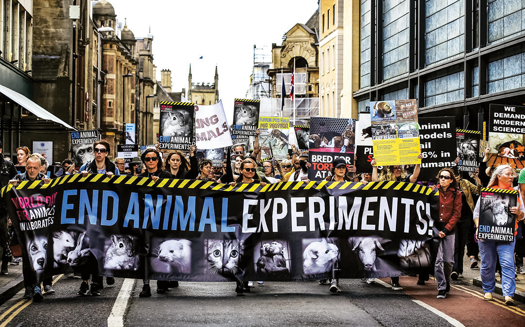 Can Europe replace animal testing of chemicals?