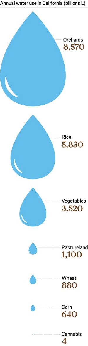 A graphic compares water used in the production of several crops grown in California measured in billions of litres. Orchards use 8,570; Rice uses 5,830; vegetables use 3,520; pastureland uses 1,100; wheat uses 880; corn uses 640; and cannabis uses 4.