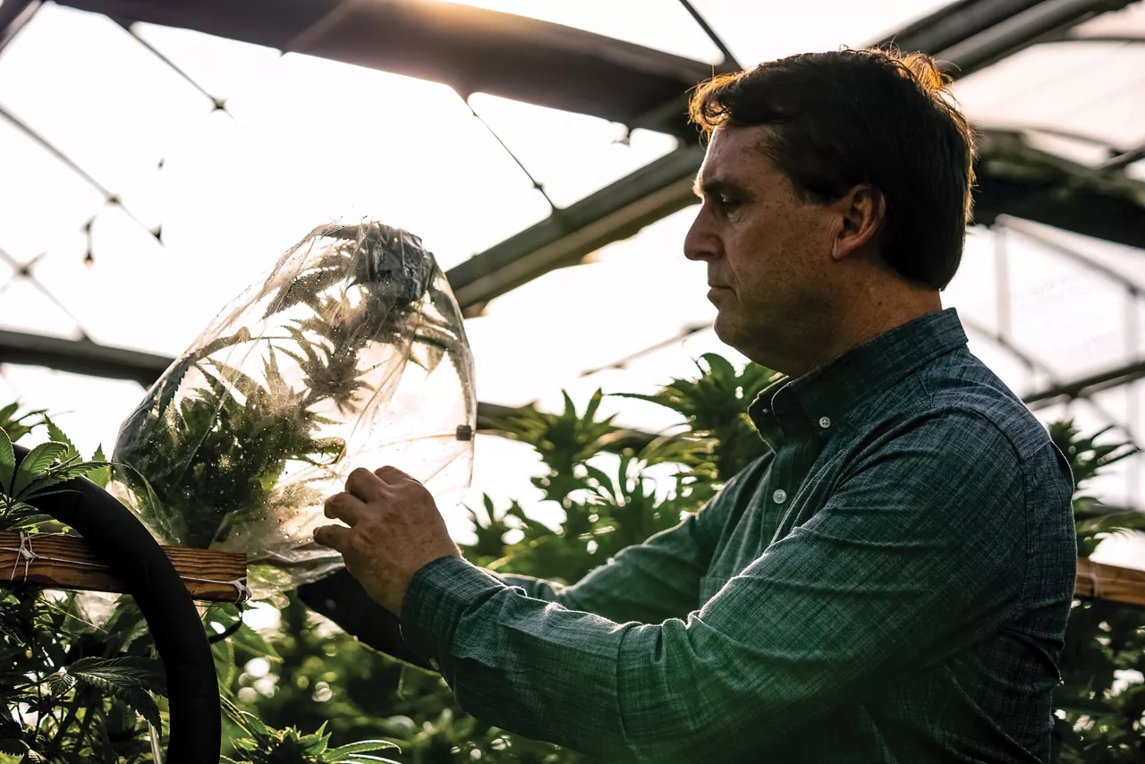 Cannabis industry inches toward sustainability, image size:2000x1334