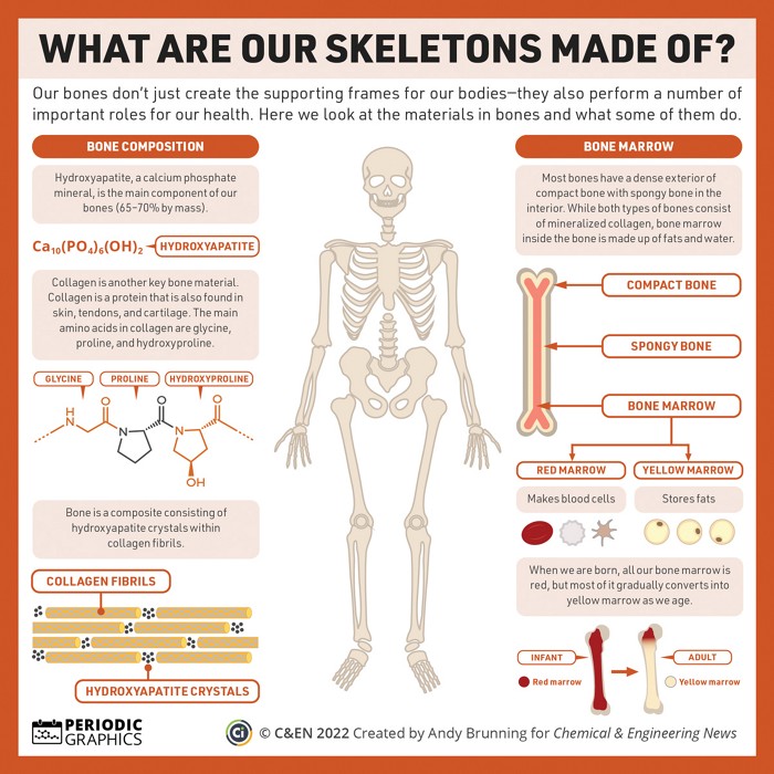 INFOGRAPHIC: Bone Up on Your Skeleton Knowledge this Halloween – Ortho  Rhode Island