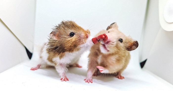 Are these golden hamsters a key to cracking long Covid? - STAT