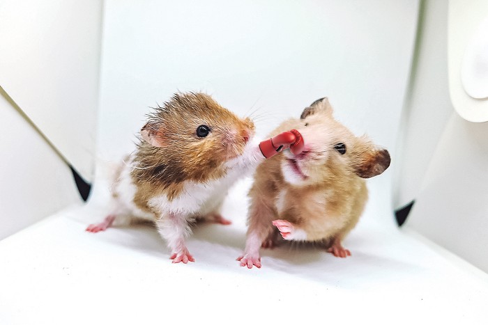 hamsters