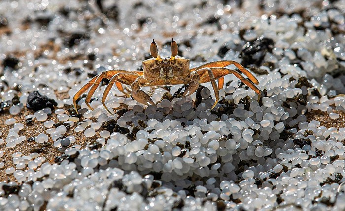 A yellow crab stands on white and black plastic pellets