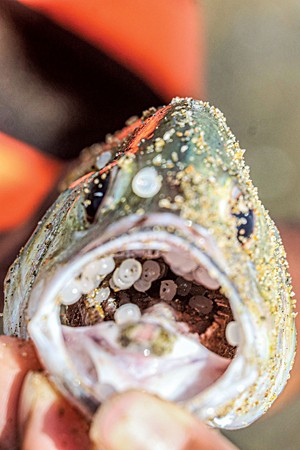 Close up photo of a fish held in a person's hand, with its mouth held open. The fish has white plastic pellets in its mouth and sand stuck to its skin. One plastic pellet is stuck next to the fish's eye.