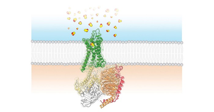 Scientists sniff out the structure of a human olfactory receptor