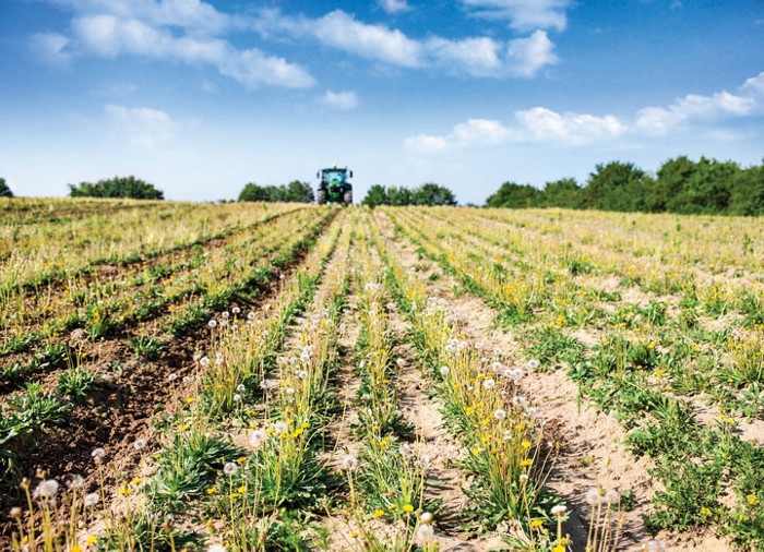 A field of dandelions with a tractor in the background.