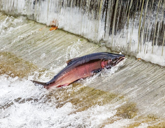 A coho salmon is seen caught in a fishing net.