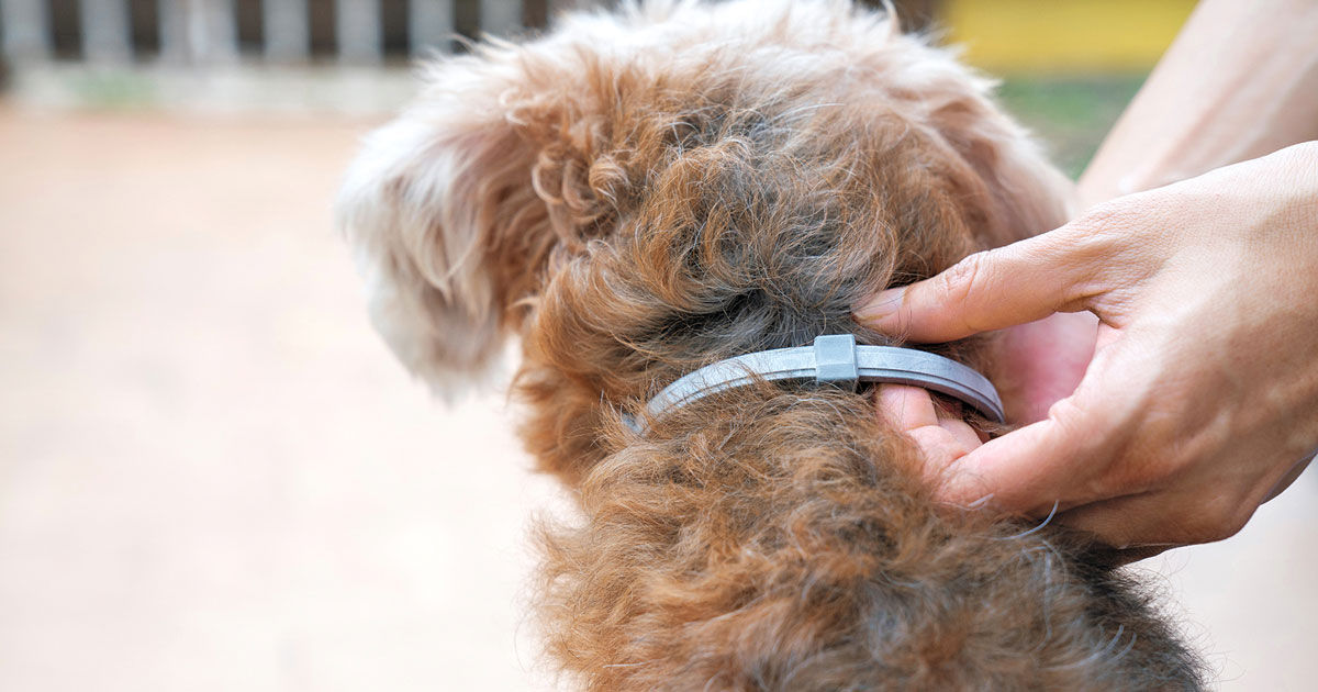 EPA says no to ban on flea collars