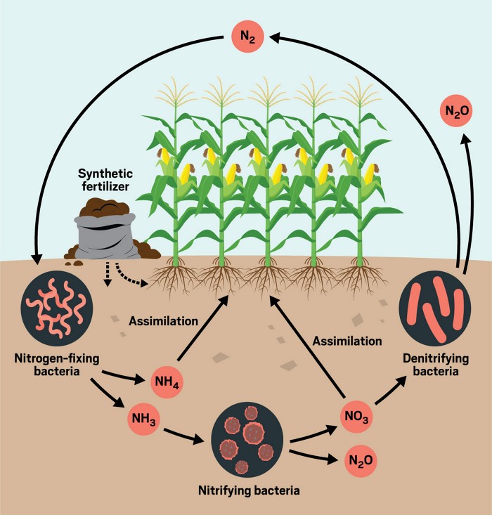 Synthetic fertilizer store