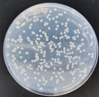 Serving the chemical, life science, and laboratory worlds