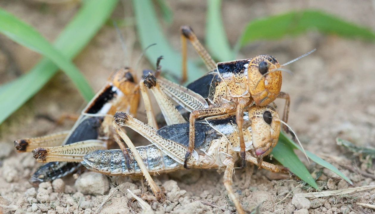 How a pheromone makes locusts swarm