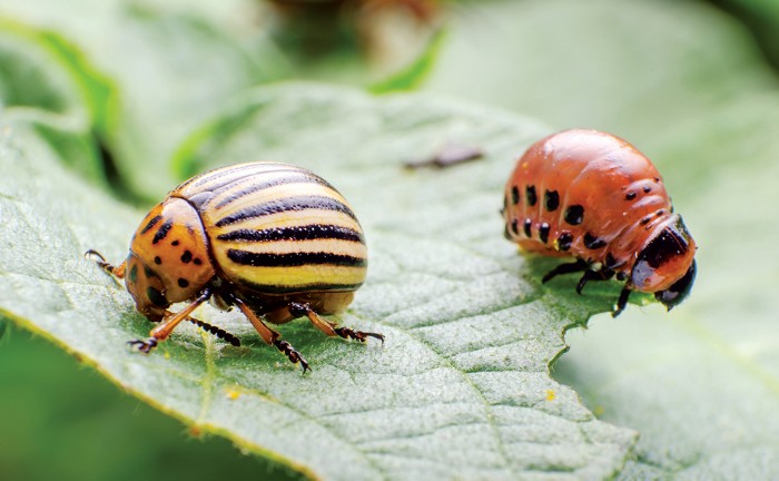 RNAi pesticide moves closer to US approval