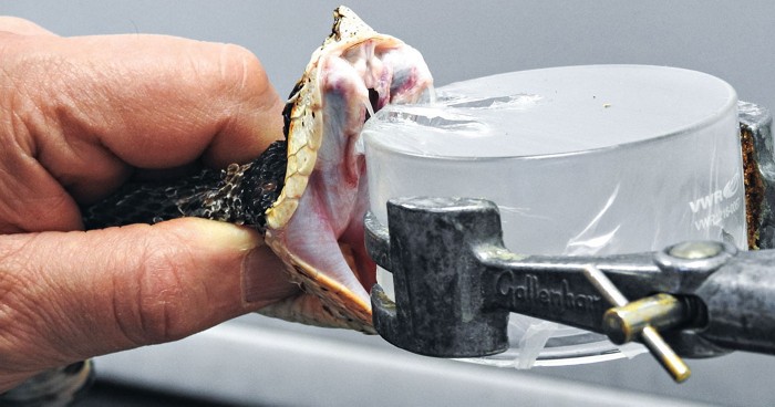 Understanding how snakes evolved venoms is helping researchers develop