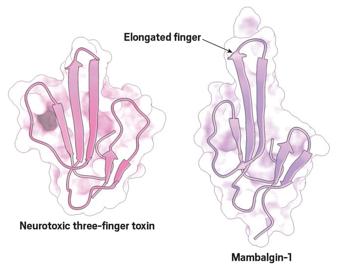 Two protein crystal structures show a pair of three-finger toxins. One is an α-neurotoxin found in black-necked spitting cobra venom and the other is mambalgin-1, which features a relatively long central finger.