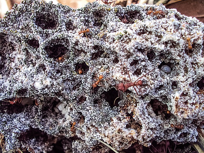 A brown structure encrusted with white dots, with ants crawling over it.
