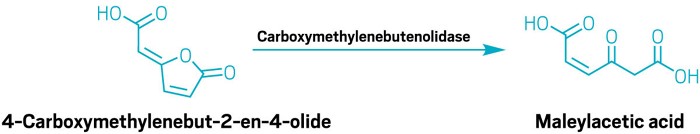 Reaction scheme showing aromatic compound breakdown – 4- carboxymethylenebut-2-en-4-olide to 2-maleylacetate, catalyzed by  carboxymethylenebutenolidase.