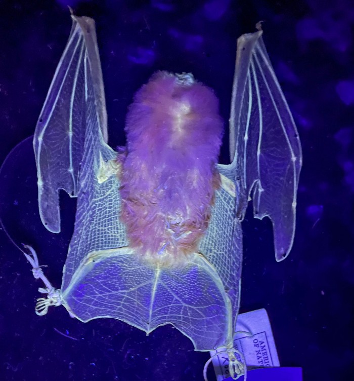 Attirer les chauvessouris et découvrir des mammifères fluorescents