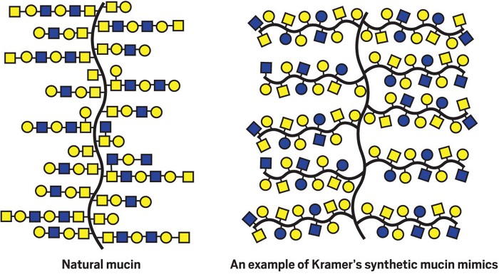 A 2D illustration in two parts. The illustration on the left, labeled "Natural mucin," shows rows of yellow and blue circles and squares attached to a thick black vertical squiggly line in the center. The illustration on the right, labeled "An example of Kramer's synthetic mucin mimics," shows yellow and blue squares attached to thick black squiggly horizontal lines that are branching off of a central thick black squiggly vertical line.