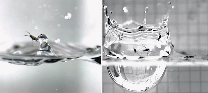 Two images side by side. On the left is a single water strider insect, thrown in the air by a small splash. On the right are several insects, also thrown into the air by a much larger splash.