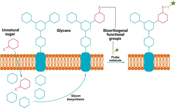 Scheme showing how unnatural sugar could be added onto a cell-surface protein, and then that sugar could react with a probe molecule to label the protein.