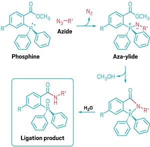 Chemical scheme depicting the Staudinger ligation of azides and triarylphosphines joining together to form an aza-ylde before ring closing and then opening to form the ligation product.