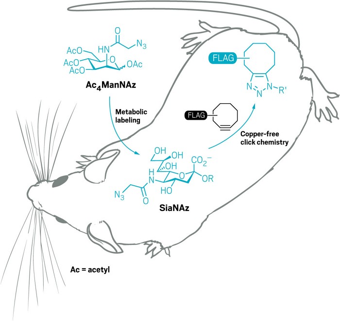 Scheme showing how N-azidomannosamine converts to N-azidoacetyl sialic acid in a mouse ready for copper-free click chemistry.